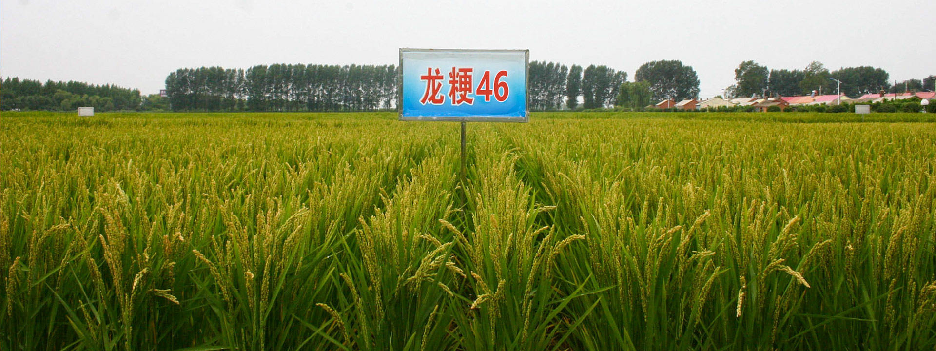 view more varieties 龙粳31 龙粳65 龙粳63 龙粳59 龙粳46